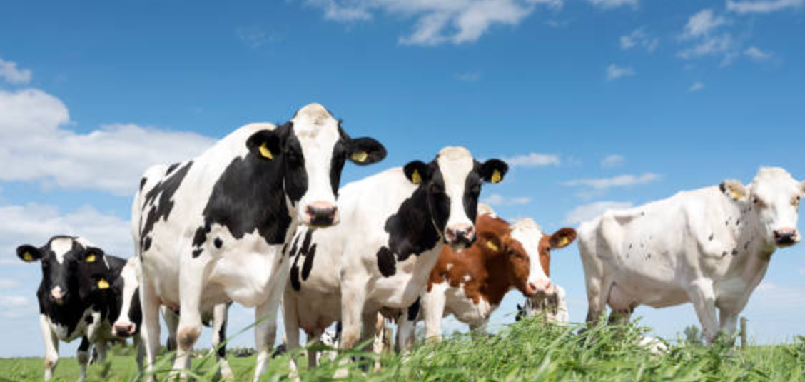 article icon of milk and cows and people drinking milk