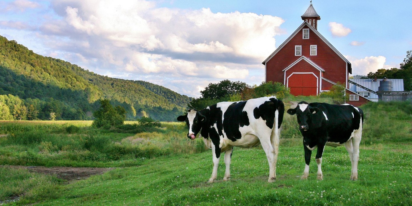 article icon of milk and cows and people drinking milk